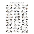 thumbnail image 1 of Bad Dog Posters Ducks Movie Poster 24inx36in Poster 24x36 Poster Color Category: Multi, Unframed, Ages: Adults, Rectangle, 1 of 2