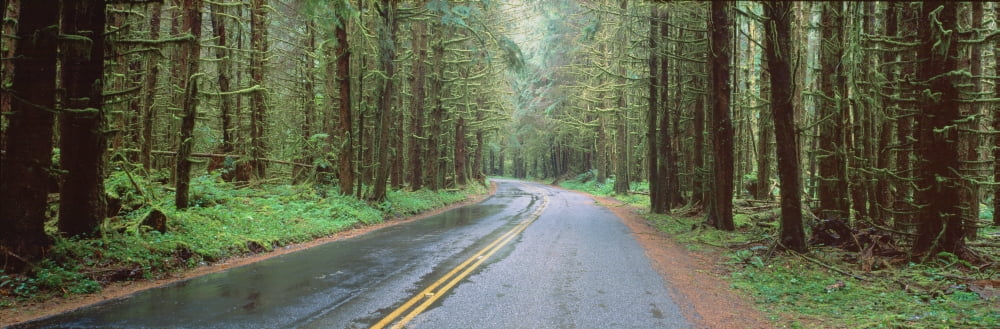 Bad Weather Road Hoh Rain Forest Olympic National Park Washington State Canvas Art - Panoramic Images (36 x 12)