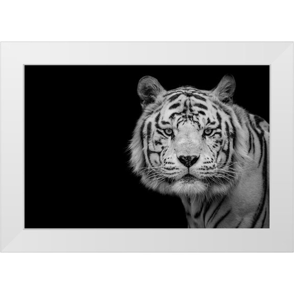 Baez Photography, Nauzet 14x11 White Modern Wood Framed Museum Art Print Titled - Bengal White Tiger