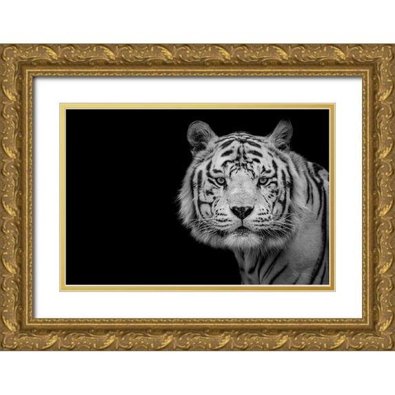 Baez Photography, Nauzet 24x17 Gold Ornate Wood Framed with Double Matting Museum Art Print Titled - Bengal White Tiger