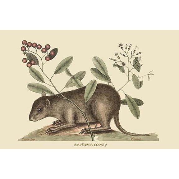 Bahama Coney-Fine Art Canvas Print (20" x 30")