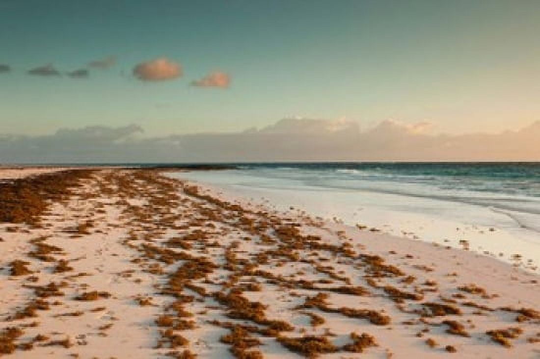 Bahamas Eleuthera Harbor Island Pink Sand Beach with seaweed Canvas Art - Walter Bibikow DanitaDelimont (37 x 25)