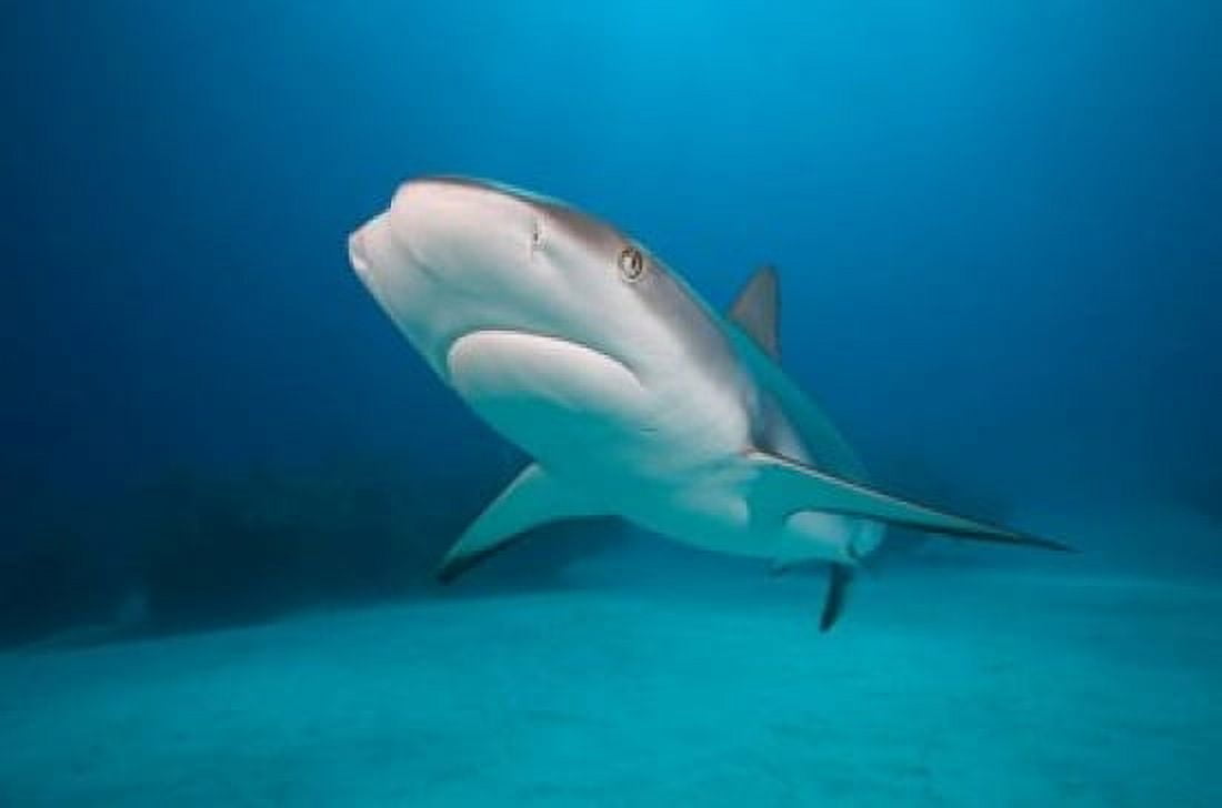 Bahamas Freeport Caribbean Reef Shark swimming Canvas Art - Paul Souders DanitaDelimont (24 x 15)