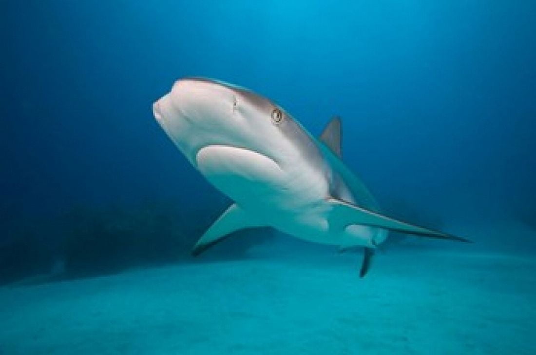 Bahamas Freeport Caribbean Reef Shark swimming Canvas Art - Paul Souders DanitaDelimont (35 x 23)