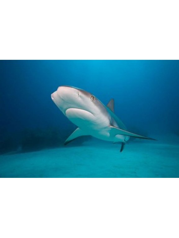 Bahamas, Freeport, Caribbean Reef Shark swimming Poster Print by Paul Souders (35 x 23)