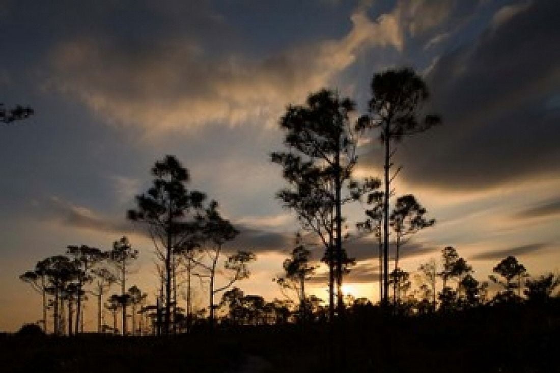 Bahamas Lucaya NP Setting sun on Caribbean Pine Trees Canvas Art - Paul Souders DanitaDelimont (24 x 15)