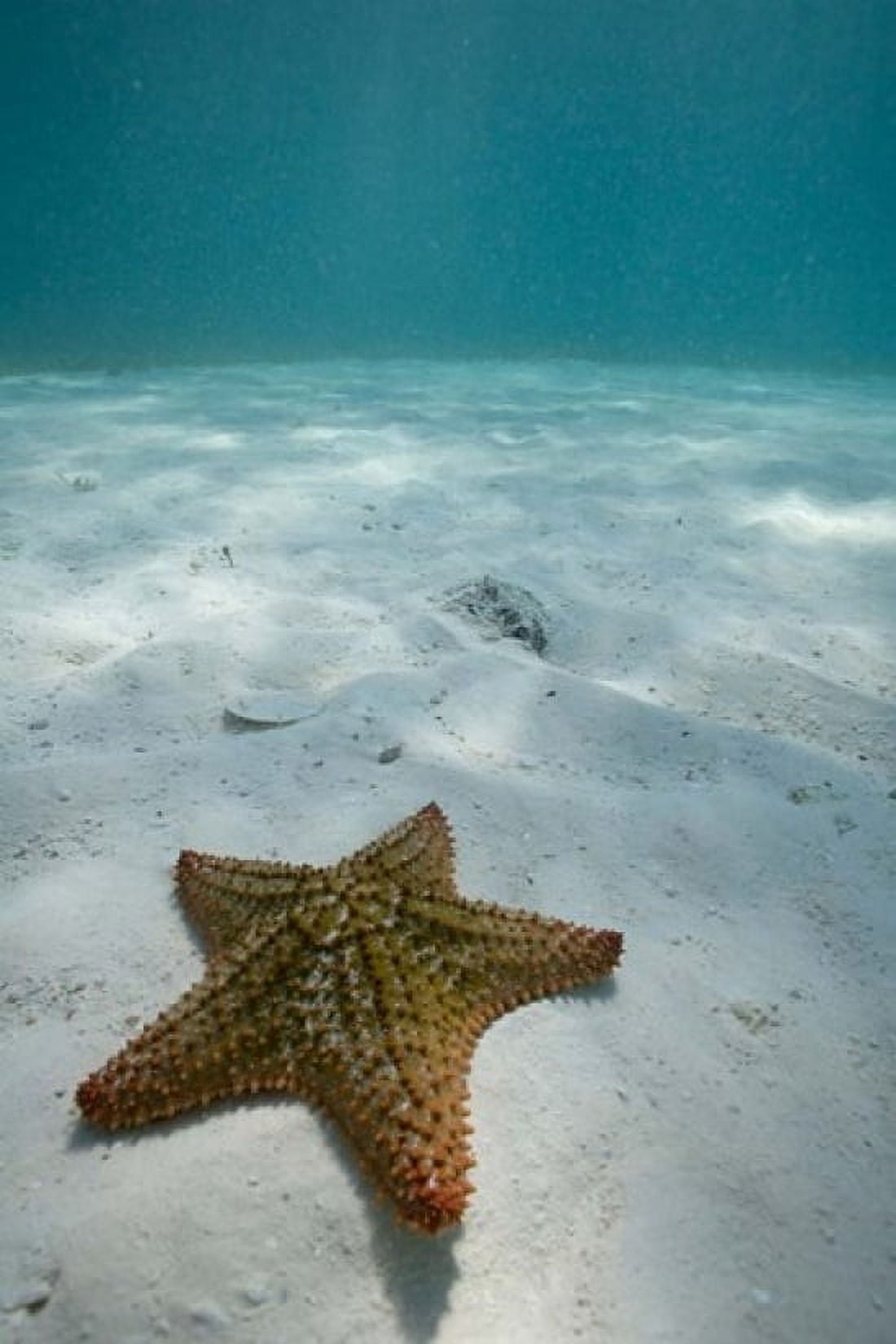 Bahamas Marine Life Sea star Golden Rock Beach Canvas Art - Paul Souders DanitaDelimont (23 x 35)