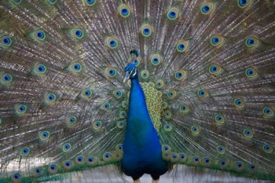 Bahamas Nassau Indian Peacock patterns Canvas Art - Paul Souders DanitaDelimont (35 x 23)