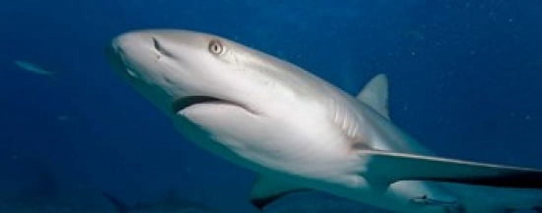 Bahamas New Providence Island Caribbean Reef Sharks Canvas Art - Paul Souders DanitaDelimont (45 x 18)