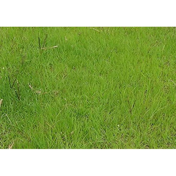 Buffalo Grass Seed