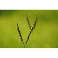 thumbnail image 1 of Bahia Grass Seed - 25 lb - Covers 50,000 Sq Ft, 1 of 1