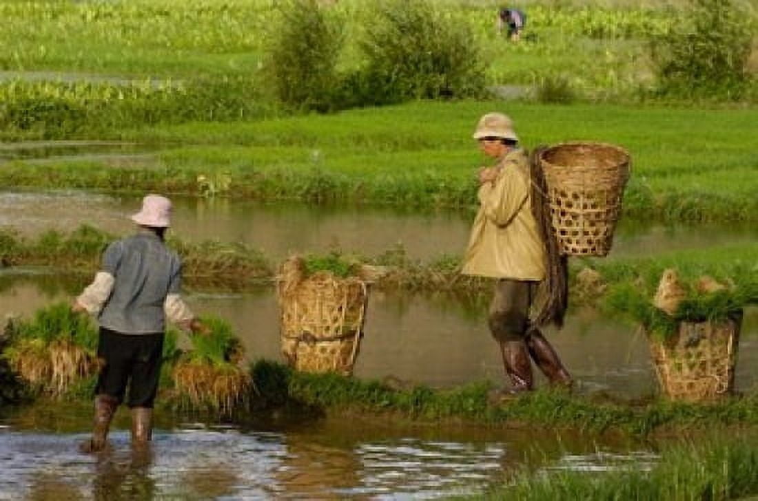 Bai Minority Carrying Rice Plants in Baskets Jianchuan County Yunnan Province China Canvas Art - Pete Oxford DanitaDelimont (38 x 26)