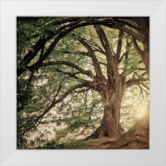 Bailey, Ann 12x12 White Modern Wood Framed Museum Art Print Titled - Wander Wonder