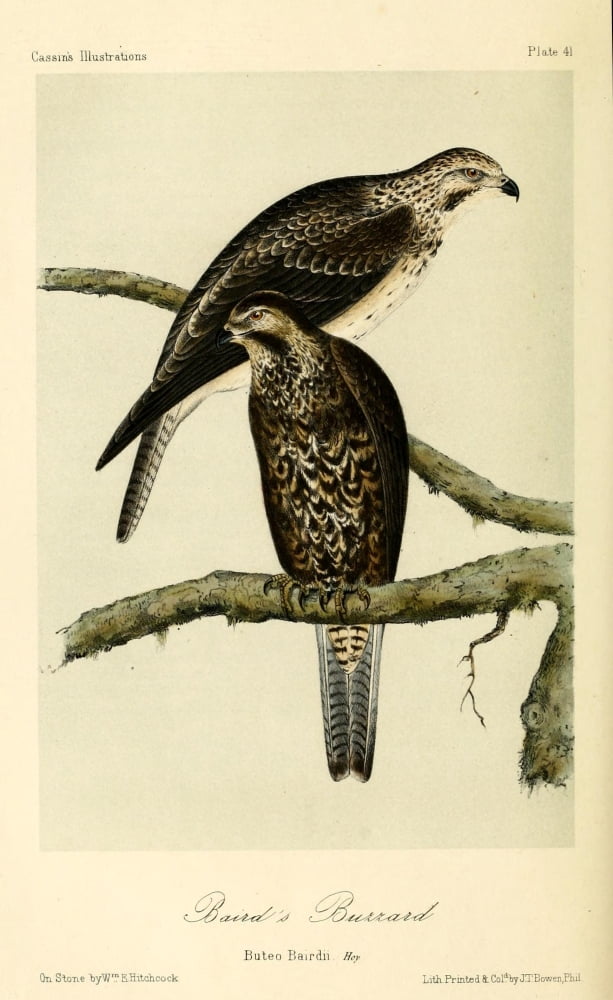Bairds Buzzard Canvas Art - WE Hitchcock (18 x 24)