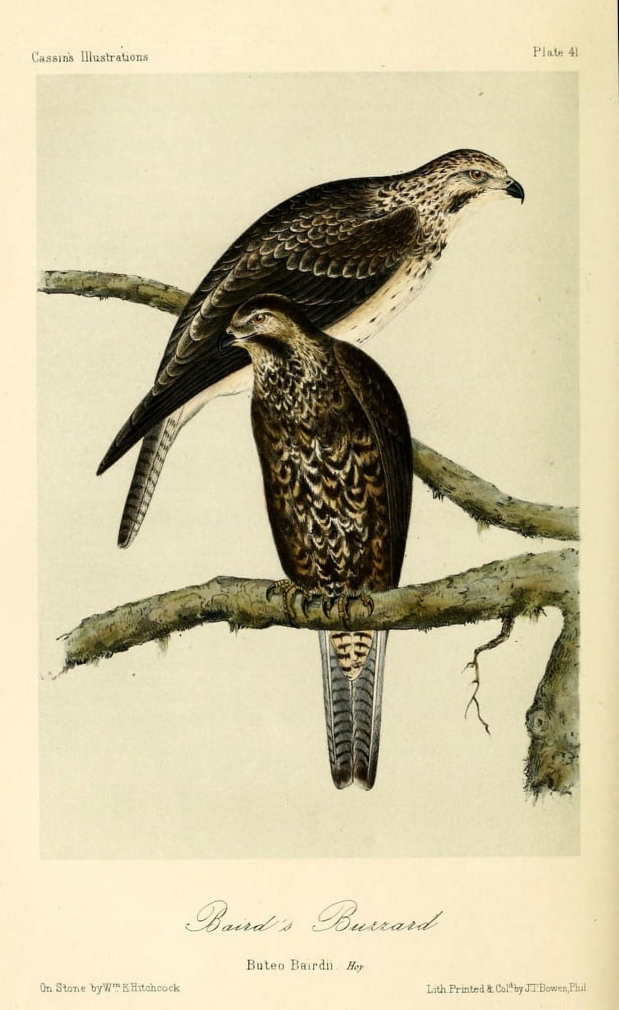 Bairds Buzzard Canvas Art - WE Hitchcock (24 x 36)