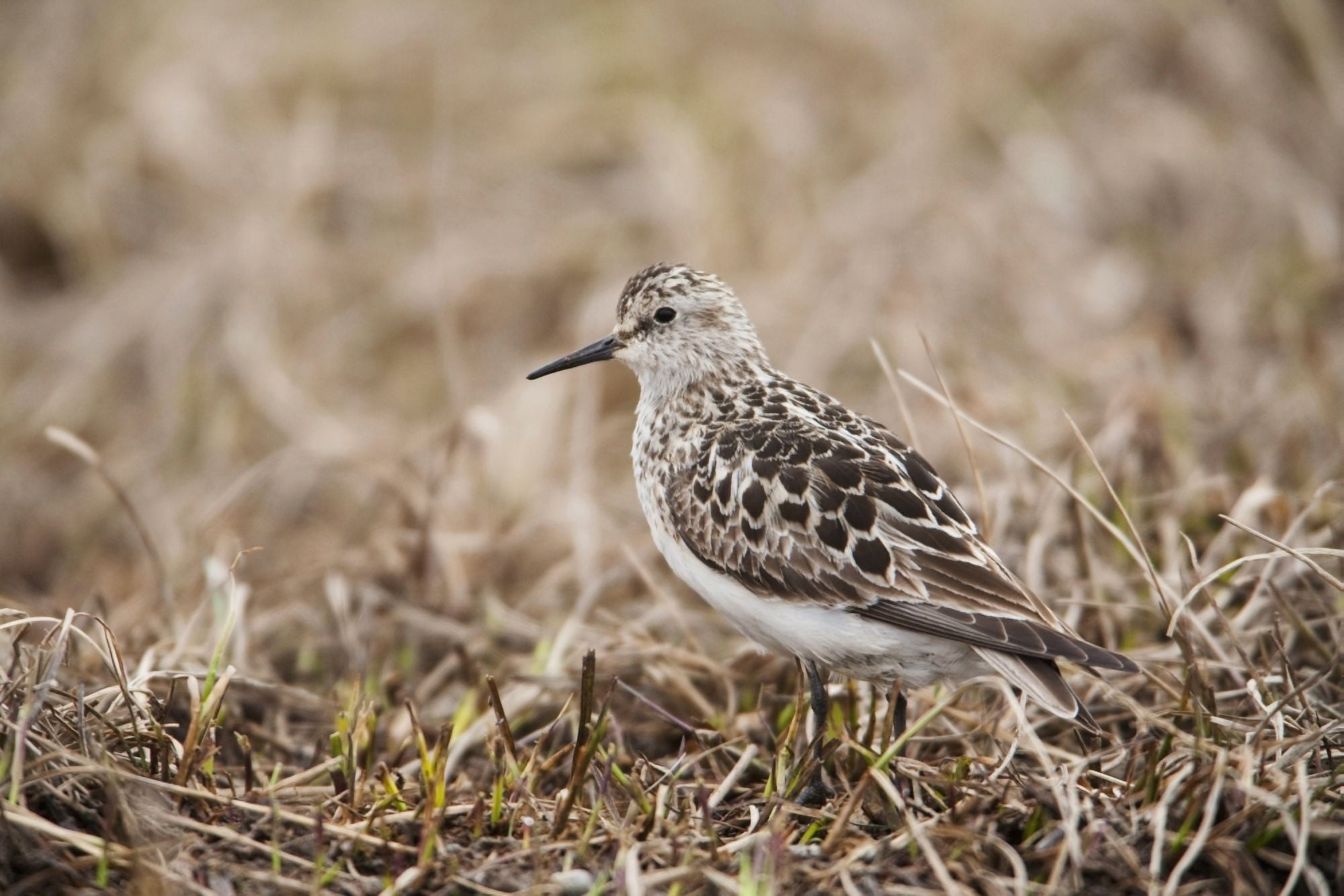 Bairds Sandpiper Stands On Tundra Of The Arctic Coastal Plain National Petroleum Reserve Arctic Alaska Spring Canvas Art - Milo Burcham Design Pics (38 x 24)