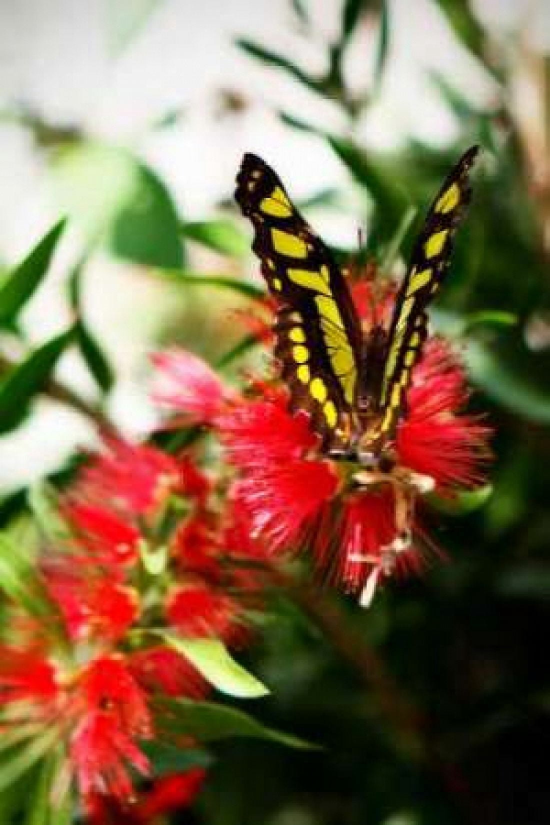 Bairds Swallowtail I Canvas Art - Alan Hausenflock (20 x 28)