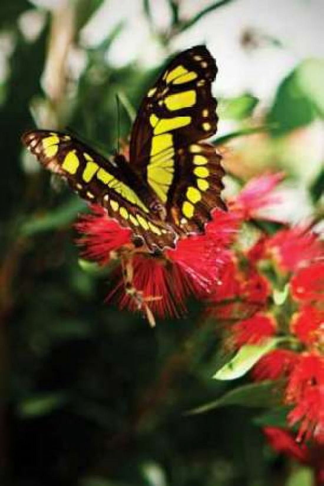 Bairds Swallowtail II Canvas Art - Alan Hausenflock (20 x 28)