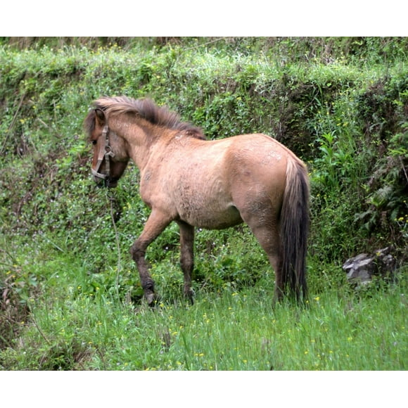Baise Horse China GLOSSY POSTER PICTURE PHOTO PRINT BANNER CONVERSATIONPRINTS