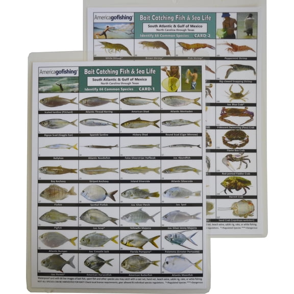 Bait Catching Fish & Sea Life Card Set - South Atlantic & Gulf of Mexico