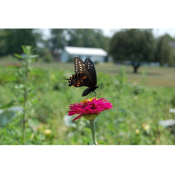 Baker Butterfly Glossy Poster