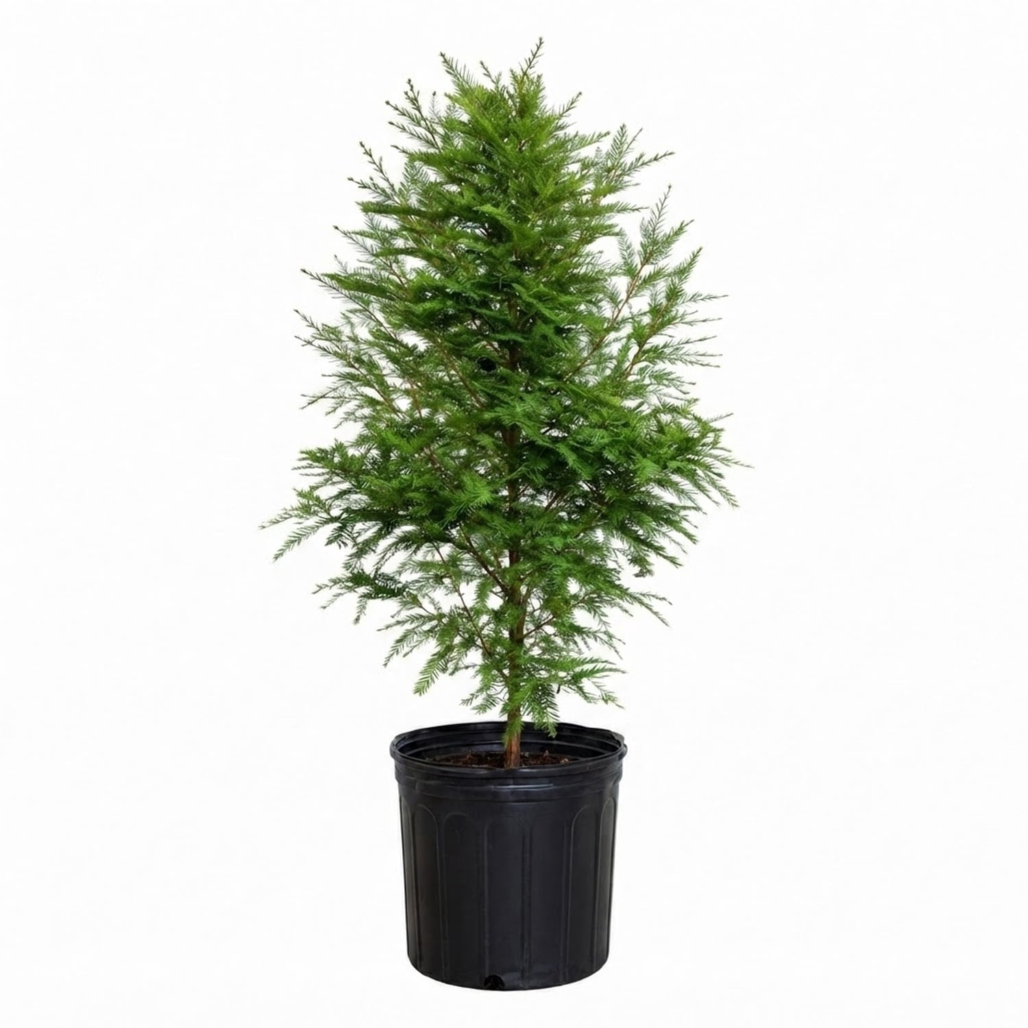 Expert Gardener Bald Cypress Live Tree, 2.5 Gal Pot
