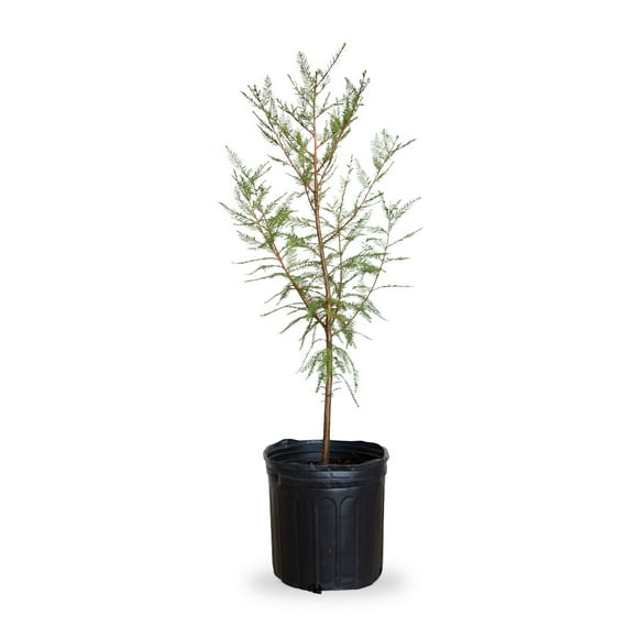 Bald Cypress Tree (2.5 Gallon) Fast Growing Deciduous Conifer Tree