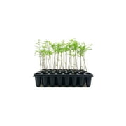 Bald Cypress  20 Live Trees  Taxodium Distichum  Fast Growing Shade Tree Wet Tolerant