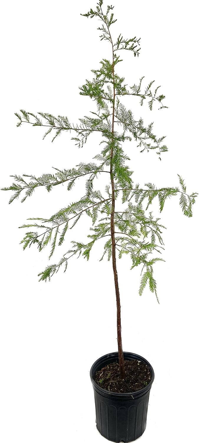 Bald Cypress Live Plant in a 10 Inch Growers Pot Taxodium Distichum
