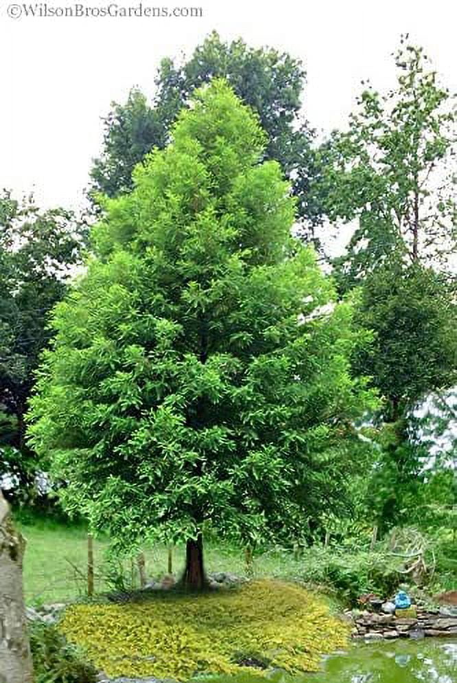 Bald Cypress Seeds for Planting 10 Seeds Exotic Evergreen Tree