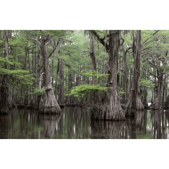 Bald Cypress Seeds for Planting | 10 Seeds | Exotic Tree Seeds to Grow, Great for Landscaping and Hedge Rows