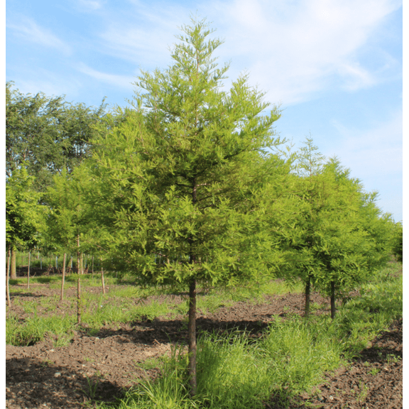 Bald Cypress Tree Taxodiun Distichun Plant Swamp Cypress Plant 12-18 Inch Tall Qt Pot