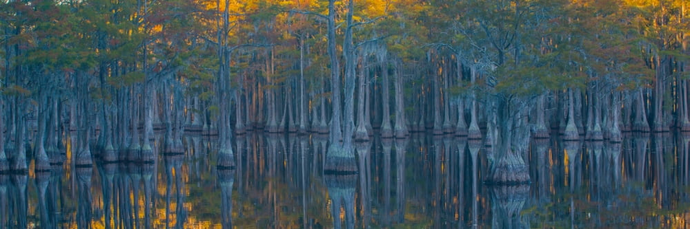 Bald Cypress trees in a forest George L Smith State Park Georgia USA Canvas Art - Panoramic Images (6 x 18)