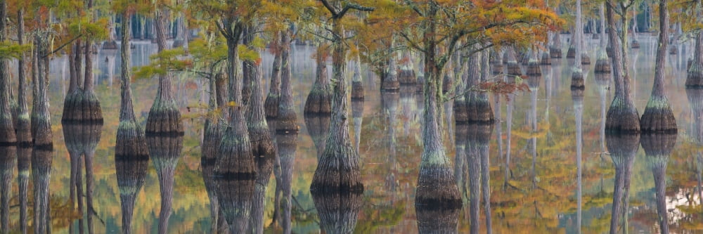 Bald Cypress trees in a forest George L Smith State Park Georgia USA Stretched Canvas - Panoramic Images (12 x 36)