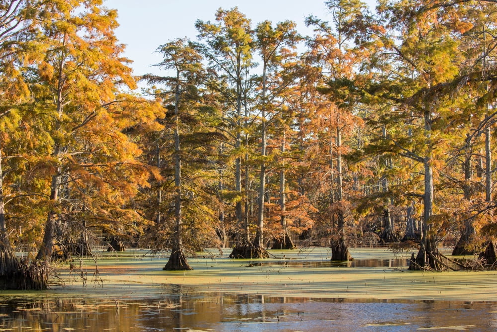 Bald Cypress trees in swamp Horseshoe Lake State Fish and Wildlife Area Alexander County Illinois USA Canvas Art - Panoramic Images (18 x 24)