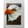 thumbnail image 1 of Bald Eagle - 3D Lenticular Poster - 12x16 Print, 1 of 1