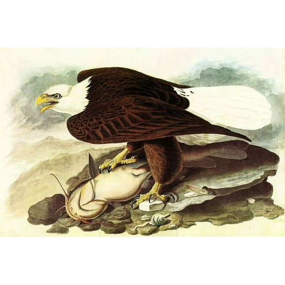 Bald Eagle-Audubon- CANVAS OR FINE PRINT WALL ART