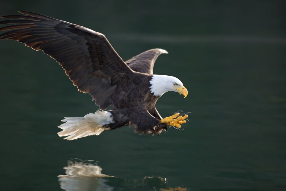 Bald Eagle Catching Fish Along The Shoreline Inside Passage Tongass National Forest Se Alaska Summer Canvas Art - John Hyde Design Pics (34 x 22)