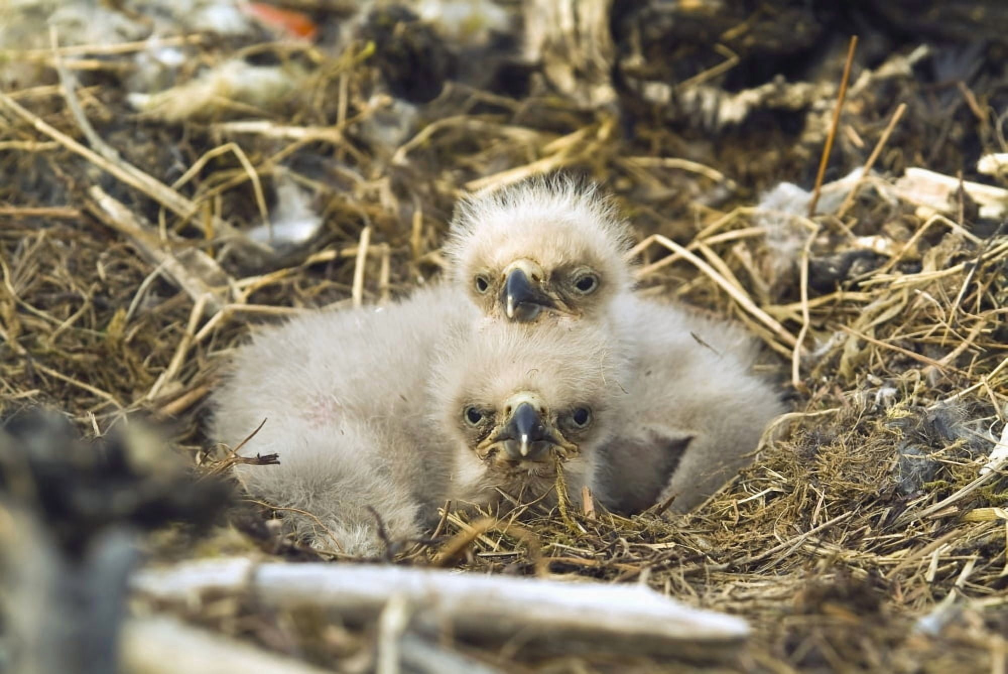 Bald Eagle Chicks Sitting In A Nest On Middleton Island In The Gulf Of Alaska Southcentral During Spring Canvas Art - Brian Guzzetti Design Pics (38 x 24)