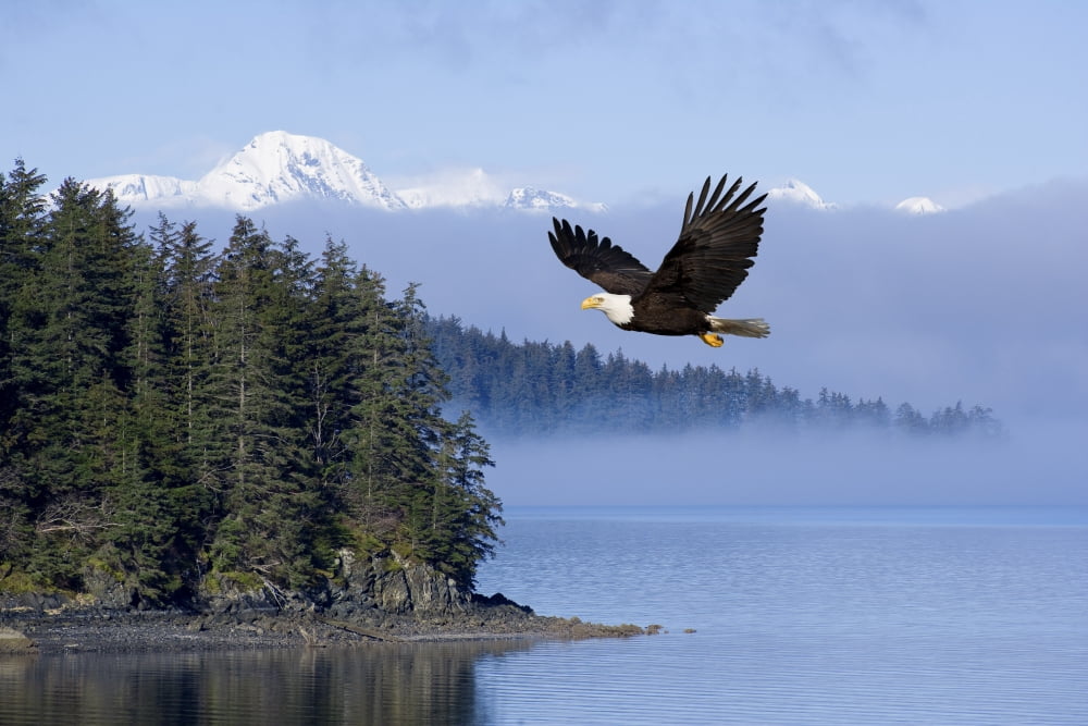 Bald Eagle In Flight Over The Inside Passage With Tongass National Forest In The Background Alaska Composite Canvas Art - John Hyde Design Pics (18 x 12)