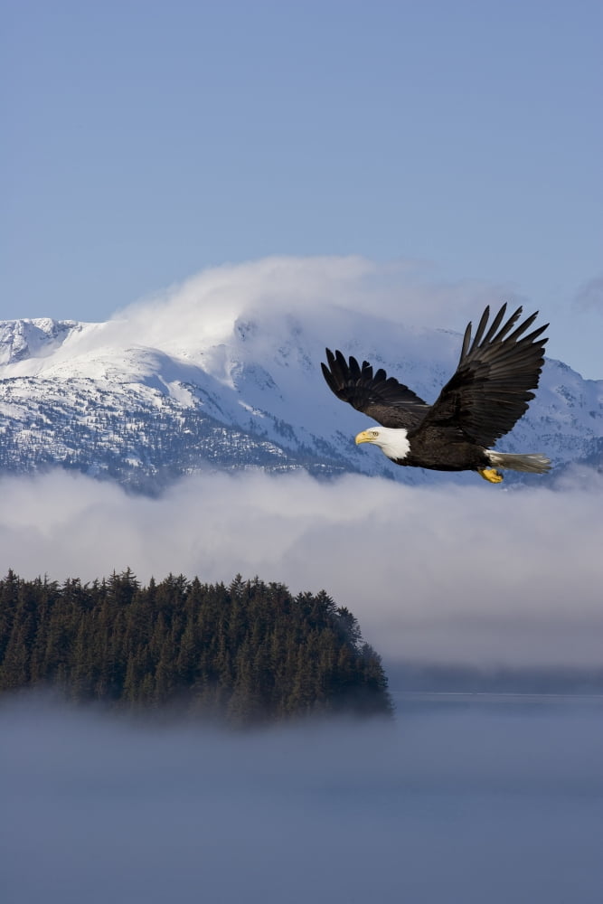 Bald Eagle In Flight Over The Inside Passage With Tongass National Forest In The Background Alaska Composite Canvas Art - John Hyde Design Pics (24 x 36)