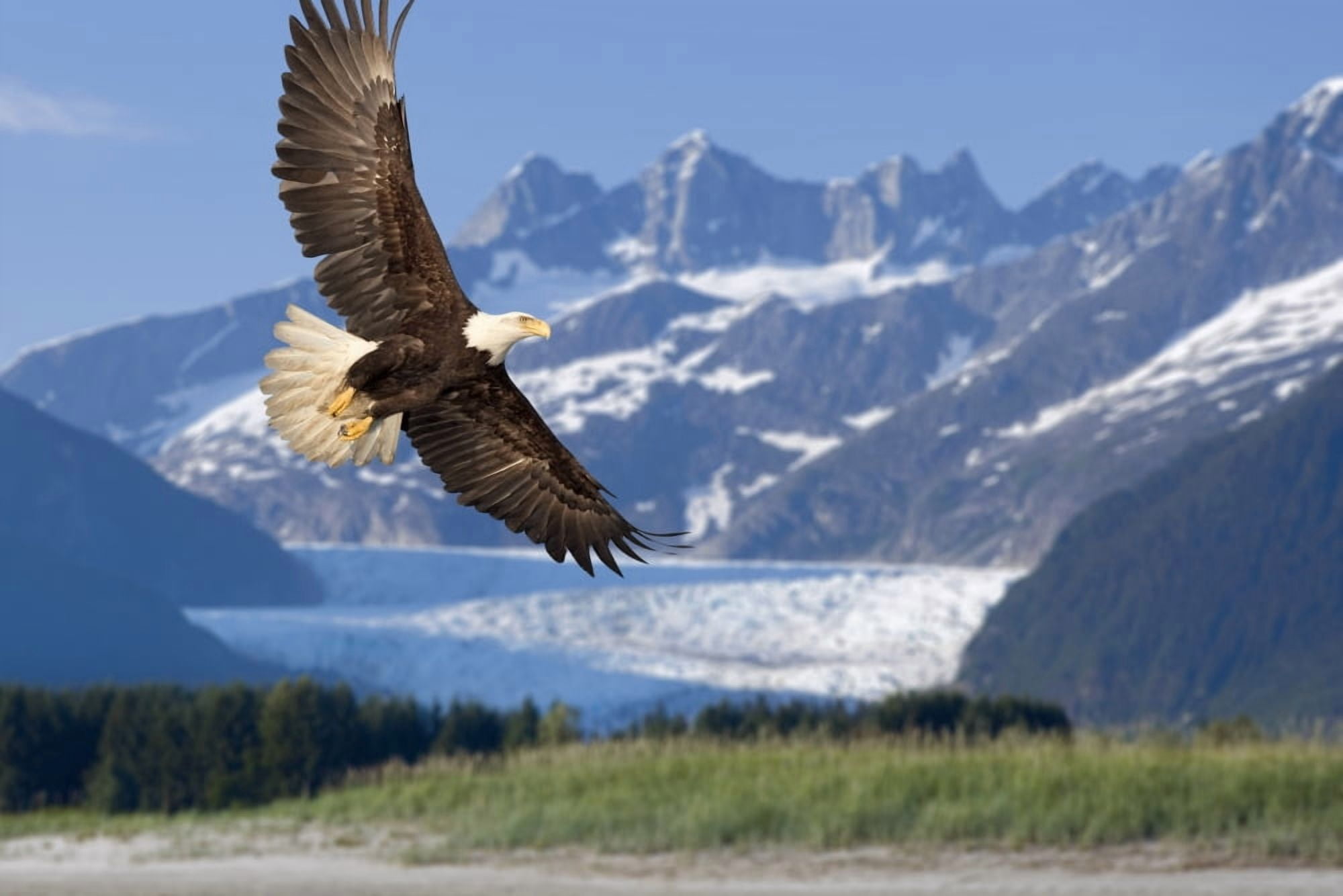 Bald Eagle In Flight With Mendenhall Glacier In Background Tongass National Forest Inside Passage Southeast Alaska Summer Composite Canvas Art - John Hyde Design Pics (34 x 22)