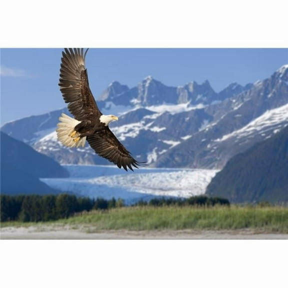 Bald Eagle in Flight with Mendenhall Glacier in Background Tongass National Forest Inside Passage Southeast Alaska Summer Composite Poster Print - 17 x 11