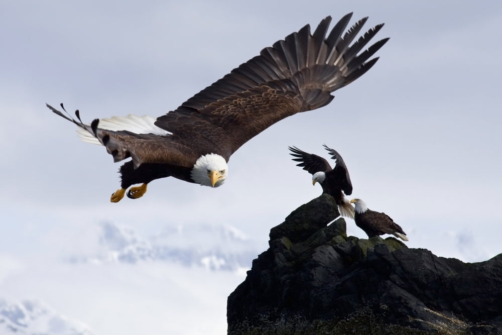 Bald Eagle In Flight Next To Ledge Where Multiple Eagles Are Perched With Mendenhall Towers In The Background Alaska Composite Canvas Art - John Hyde Design Pics (36 x 24)