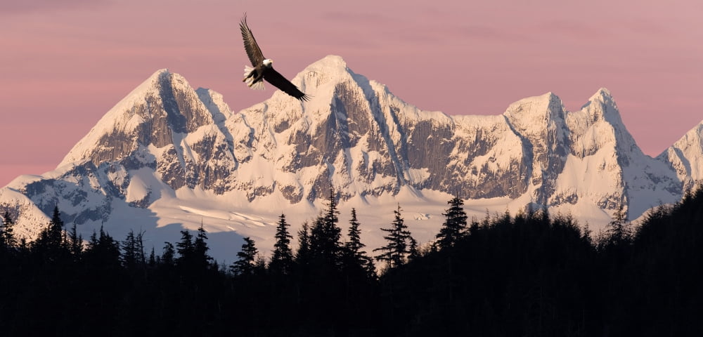 Bald Eagle In Flight At Sunset With Mendenhall Towers In Background Tongass National Forest Juneau Southeast Alaska Summer Composite Canvas Art - John Hyde Design Pics (20 x 9)