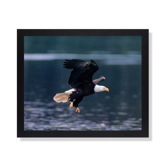 Bald Eagle Flying Lake Kids Room Animal Wildlife Picture Black Framed Art Printt