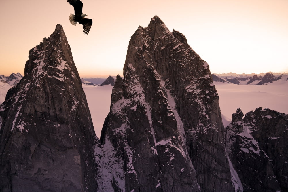 Bald Eagle Flying Past Taku Towers On The Juneau Ice Field At Sunset Alaska Composite Canvas Art - John Hyde Design Pics (17 x 11)