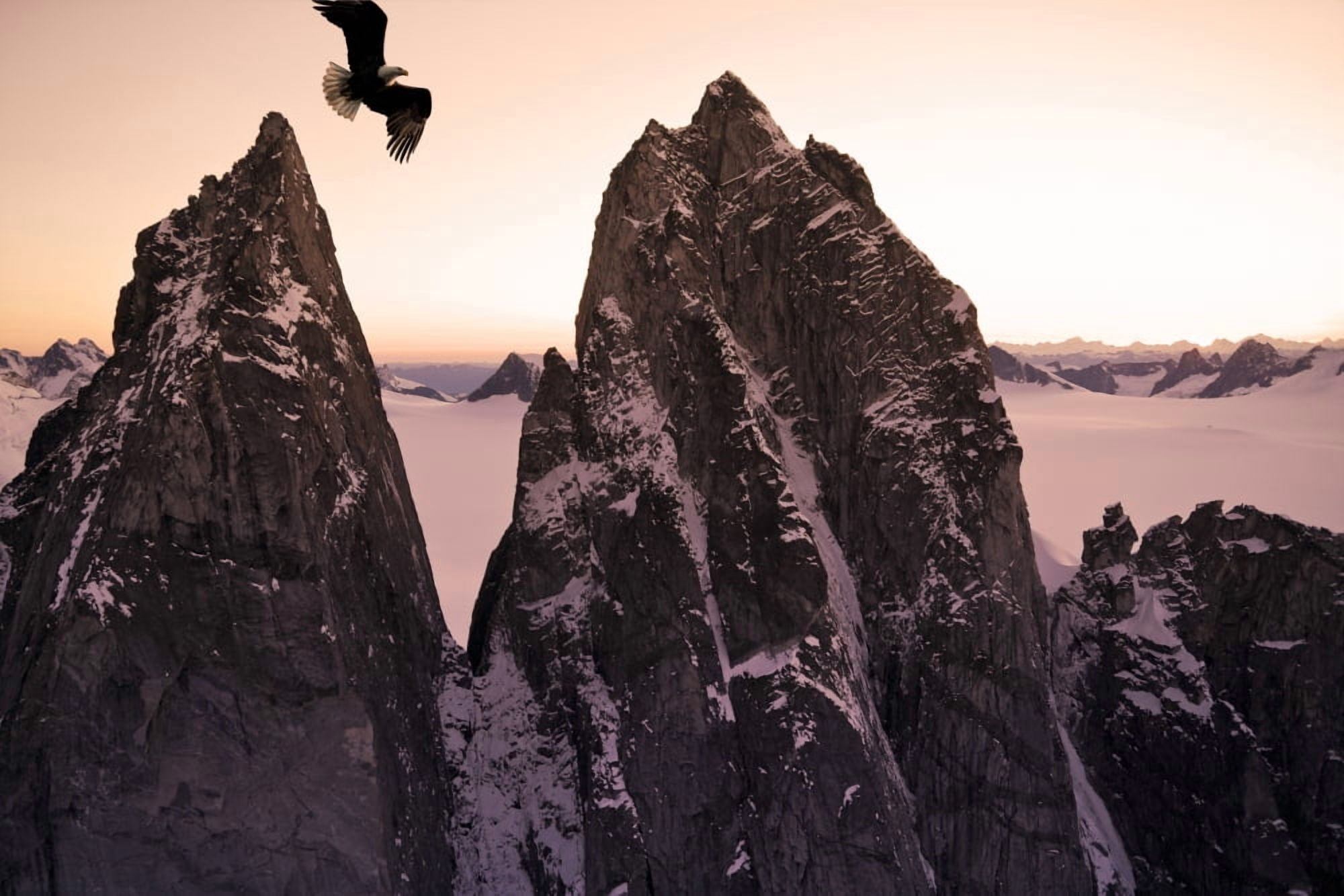 Bald Eagle Flying Past Taku Towers On The Juneau Ice Field At Sunset Alaska Composite Canvas Art - John Hyde Design Pics (34 x 22)