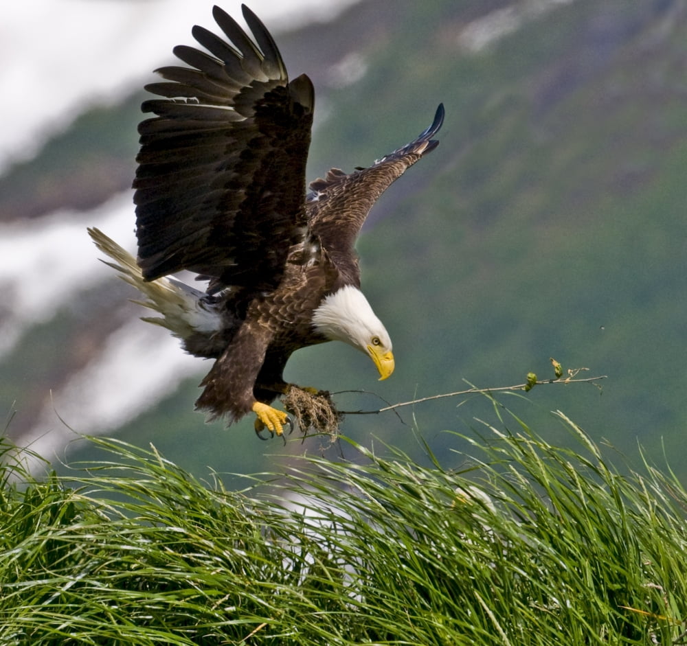 Bald Eagle Gathering Materials For A Nest Kukak Bay Katmai National Park Southwest Alaska Summer Canvas Art - Cathy Hart Design Pics (16 x 15)