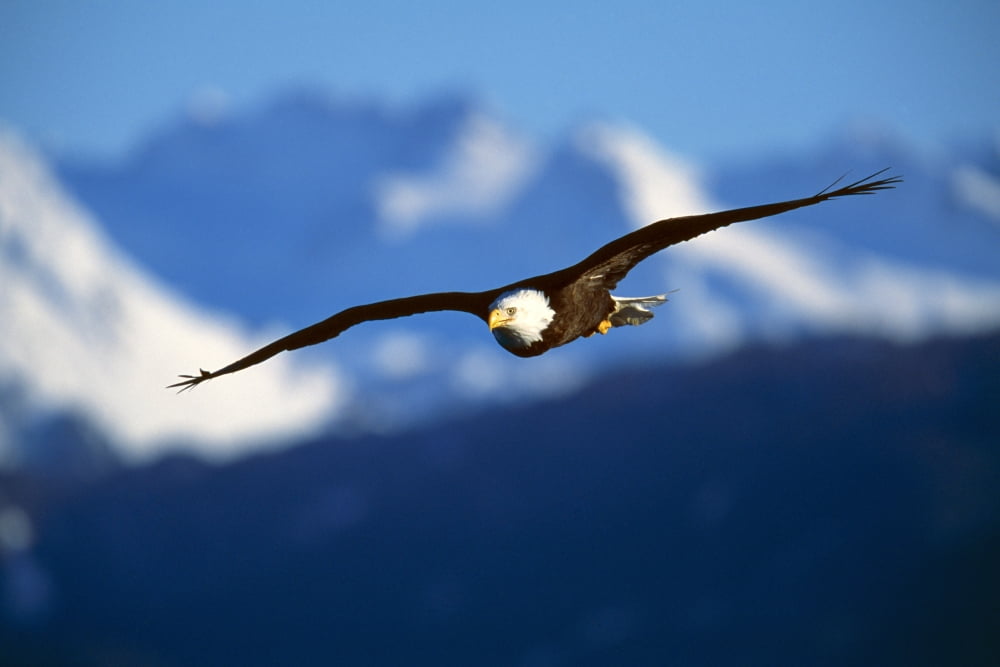 Bald Eagle (Haliaeetus Leucocephalus) Canvas Art - Natural Selection David Ponton Design Pics (18 x 12)